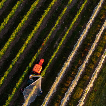Aerial view of workers using a tractor to cover grapevines with protective netting in a vineyard on Old Mission Peninsula in Traverse City, Michigan, United States.