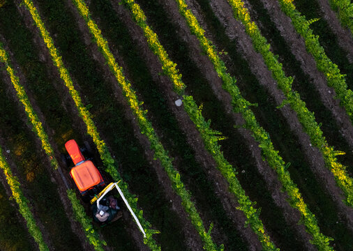 Aerial view of a tractor working in a vineyard on Old Mission Peninsula, applying protective netting over grapevines in Traverse City, Michigan, United States.