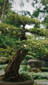 Chengdu, Sichuan, China. Garden Area Of Wuhou Memorial Temple. Ornamental Giant Bonsai Tree. Bamboo Bushes On Background. Many Sorts Of Bonsai Wide Spread Of Cypresses, Willows, Ginkgo And Bamboos