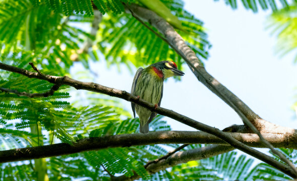 Coppersmith Barbet Perched in Tropical Tree Canopy