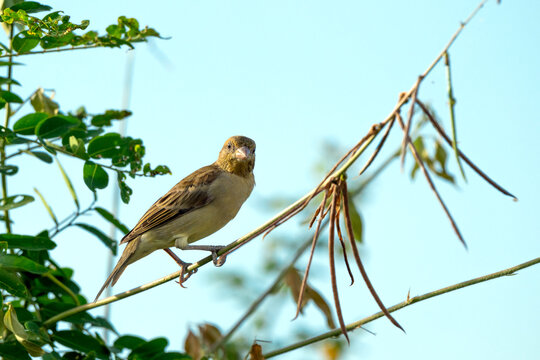 Plain-backed Sparrow on Slender Branch