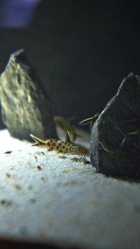 Group Of Small Maverick Backswimmers Fishes Swimming In Aquarium. Synodontis Multipunctatus, Also Known As Cuckoo Catfish, Cuckoo Squeaker, Or Multipunk. Aquarium Filled Maverick Backswimmers Fishes