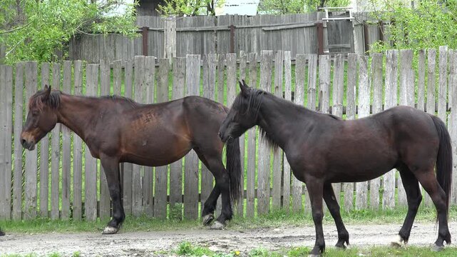 Couple Adult Horses Family Grazing in Countryside Village, Farming