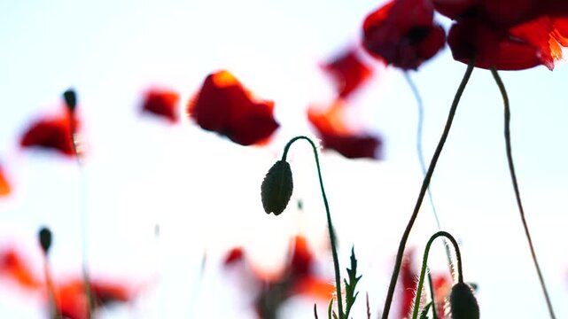 Poppies field sky: Red poppies bloom under clear sky during daytime for pollination and nature's beauty.