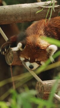 Red Panda Resting On Wooden Suspension Bridge. Cute Red Panda Face Close-up View. Ailurus Fulgens Or Lesser Panda Is Small Mammal Native To The Eastern Himalayas And Southwestern China. Red Pandas Are