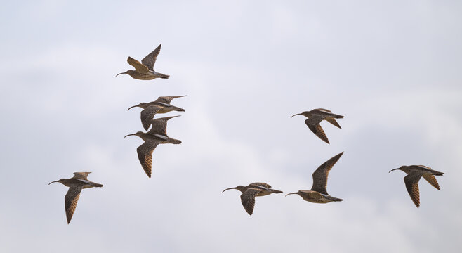 Curlew in flight, South Uist, Outer Hebrides, Scotland