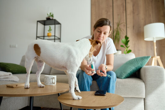 Woman preparing her dog for teeth brushing at home