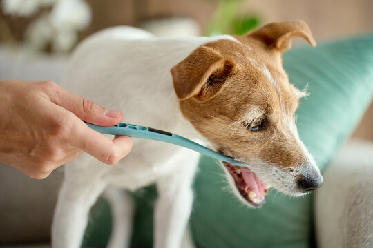 Dog chewing toothbrush during teeth cleaning
