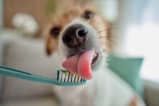 Dog licking toothbrush during teeth brushing at home