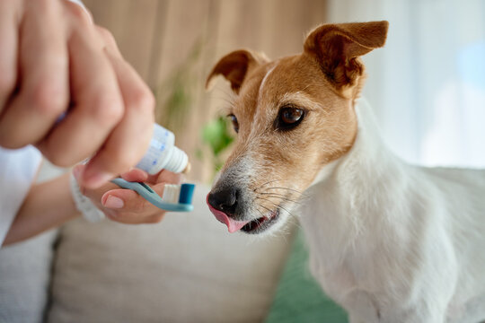 Person putting toothpaste on toothbrush before brushing dog teeth