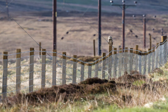 Short-eared Owl perched on a fence post, South Uist, Outer Hebrides, Scotland