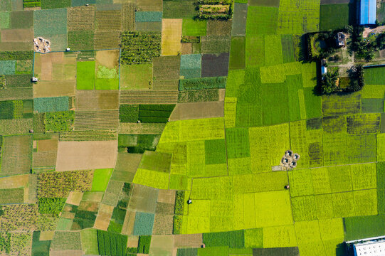 Aerial view of vibrant agricultural fields forming a patchwork of green and brown plots in the rural landscape of Manikganj, Dhaka Division, Bangladesh.