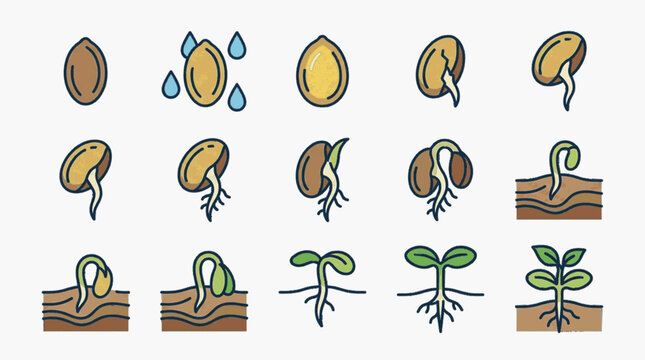 Educational illustration showing the life cycle of a plant from seed germination to sprout and young seedling growth stages with roots and leaves on a white background.