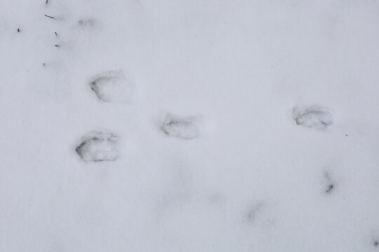 A chain of fresh animal paw prints left on pristine white snow cover in winter. Distinct impressions of three paws stretch diagonally, indicating direction.