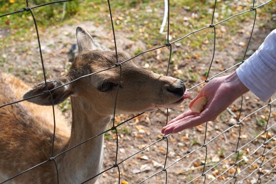 A tourist feeds a spotted fallow deer an apple slice from hand through a fence in an eco park. Touching human and wildlife connection, sustainable ecotourism, animal care, and love for nature
