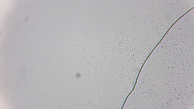 Colony of rod-shaped bacilli bacteria in liquid medium under 400x brightfield microscopy