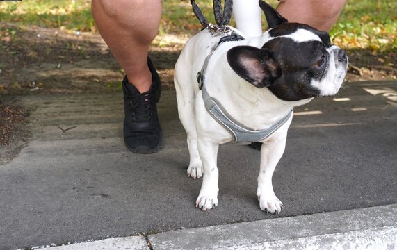 Black and white French bulldog standing on a leash near its owner sitting on a wooden bench outdoors. Cute purebred pet enjoying a sunny day walk in the park with owner