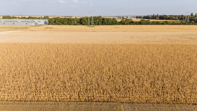 Aerial view of vast golden corn fields ready for harvest with a line of trees and industrial buildings in the background in Sremska Mitrovica, Vojvodina, Serbia.