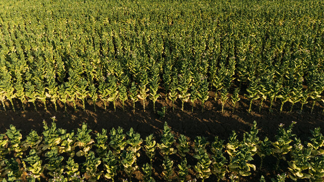 Aerial view of rows of green tobacco plants growing in a fertile field under warm sunlight in Sremska Mitrovica, Vojvodina, Serbia.