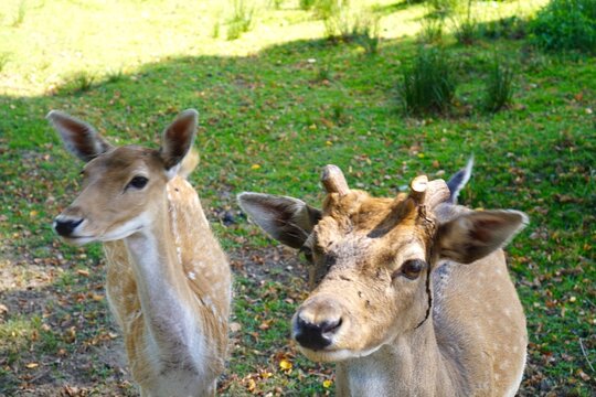 Close-up of two young spotted fallow deer in a nature reserve. Natural habitat, wild animal protection, ecosystem conservation, biodiversity, environmental care, and wildlife sustainability concept.