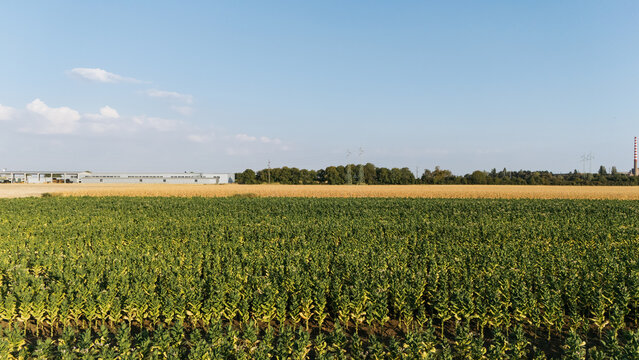 Aerial view of a lush green tobacco field stretching towards a large industrial warehouse under a clear blue sky in Sremska Mitrovica, Vojvodina, Serbia.