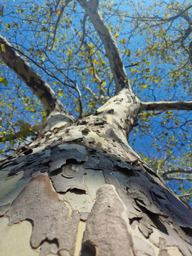 Sycamore tree trunk low angle
