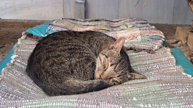 sleepy cat