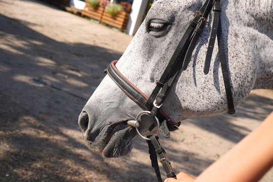 Close-up of a dappled grey horse calmly standing while a person gently holds the bridle. The scene captures the peaceful interaction between human and horse in an outdoor setting