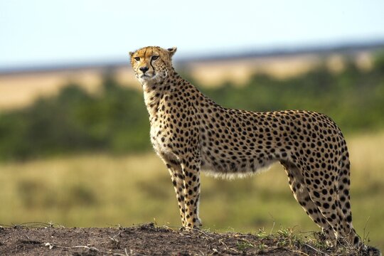 Cheetah (Acinonyx jubatus), Masai Mara National Park, Kenya