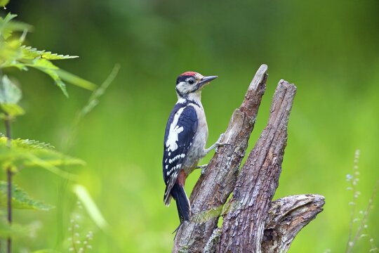Great spotted woodpecker (Picoides major) young bird on a root, Solms, Hesse