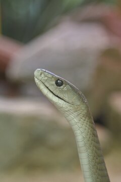 Black mamba (Dendroaspis polylepis), animal portrait, captive, venomous snake, occurrence in Africa, Terrazoo, North Rhine-Westphalia, Germany