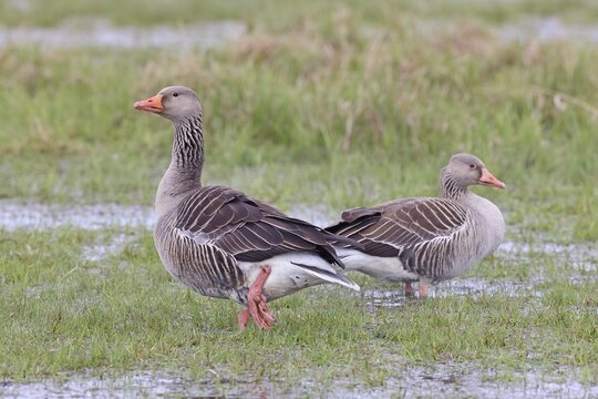Grey goose (Anser anser) pair on a moor, D&uuml;mmer, Lake D&uuml;mmer, Ochsenmoor, H&uuml;de, Lower Saxony, Germany