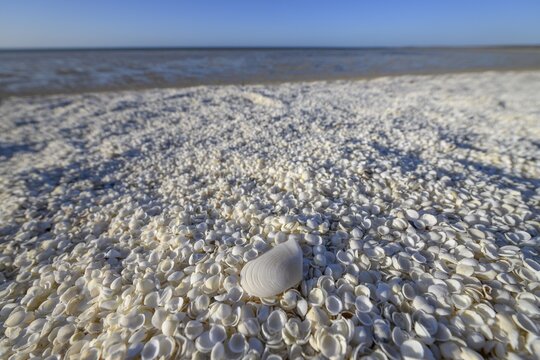 Millions of cockles (Fragum erugatum) at Shell Beach, Hamelin Pool, Shire of Shark Bay, Western Australia, Australia