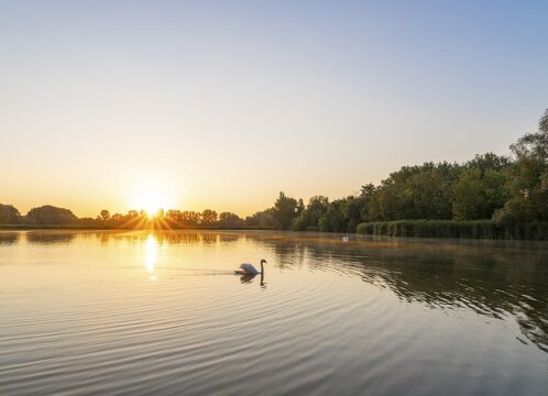 Sunrise at a pond, Mute Swan (Cygnus olor), trees, sun star, Thuringia, Germany