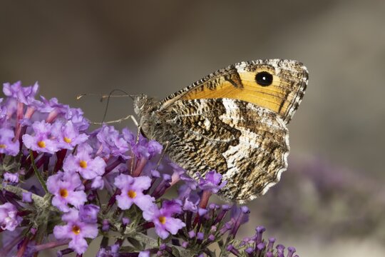 Grayling butterfly (Hipparchia semele) adult insect feeding on a garden purple Buddleja flower in summer, RSPB Minsmere nature reserve, Suffolk, England, United Kingdom