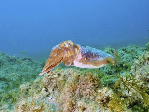Cuttlefish, common cuttlefish (Sepia officinalis), in a clear blue ocean, surrounded by dense seaweed, dive site: El Cabron Marine Reserve, Arinaga, Gran Canaria, Spain, Europe, Atlantic Ocean