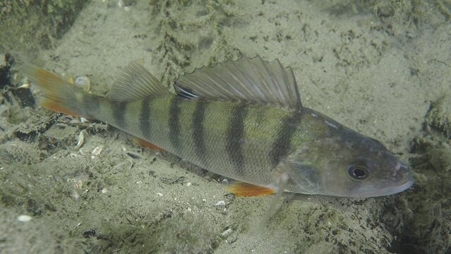 Striped bass (Perca fluviatilis) resting on the sandy bottom of Lake Zurich. Dive site Gro&szlig;er Parkplatz, Herrliberg, Lake Zurich, Canton of Zurich, Switzerland