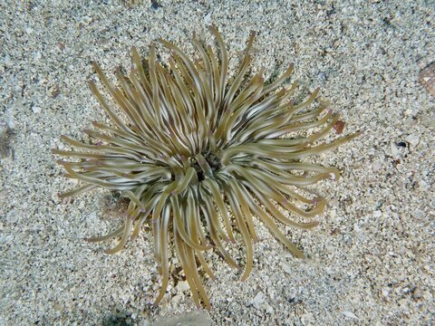 Sand gold rose (Condylactis aurantiaca) with long tentacles on a sandy seabed, Hausriff dive site, Stoja, Pula, Croatia, Mediterranean Sea