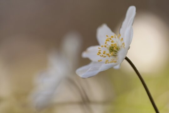 Anemone nemorosa (Anemone nemorosa), Hesse, Germany