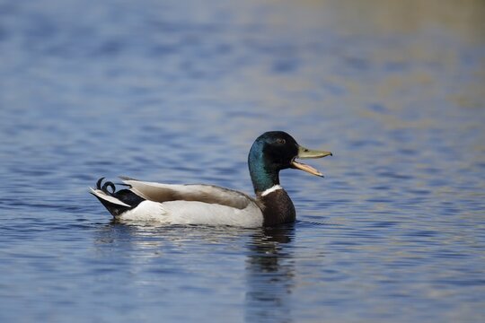 Mallard duck (Anas platyrhynchos) adult male bird calling or quacking on a lake, England, United Kingdom