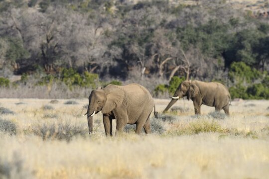 Desert elephants (Loxodonta africana) in the Ugab dry river, Damaraland, Kunene region, Namibia