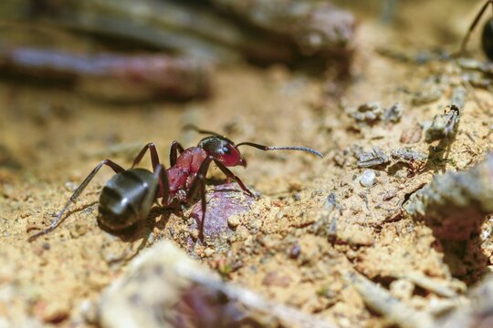 Ants, ant, blood-red ant, blood-red predatory ant, Formica sanguinea, formicidae, hymenoptera, predatory ant, insects, insects