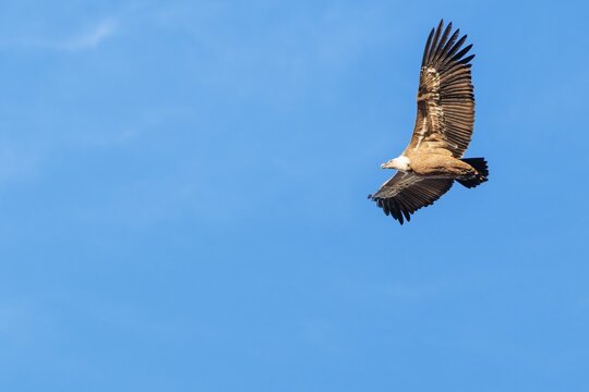 A griffon vulture (Gyps fulvus) flies on a sunny day against a grey sky. Austria