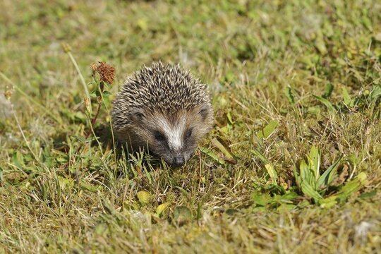 European hedgehog (erinaceus europaeus), juvenile, foraging on the lawn in a garden, Wildlife, Wilnsdorf, North Rhine-Westphalia, Germany