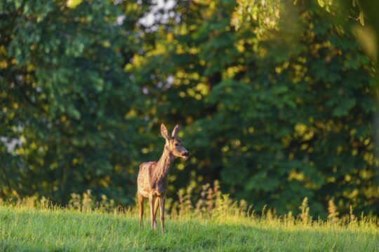 A female roe deer (Capreolus capreolus) stands in a meadow at a forest edge in the first light of the day