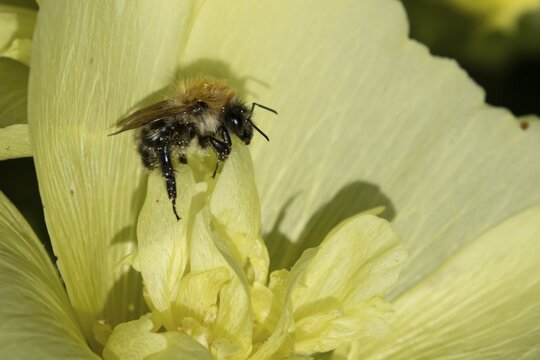 Bumblebee (Bombus spp) adult bee insect on a garden flower in summer, England, United Kingdom