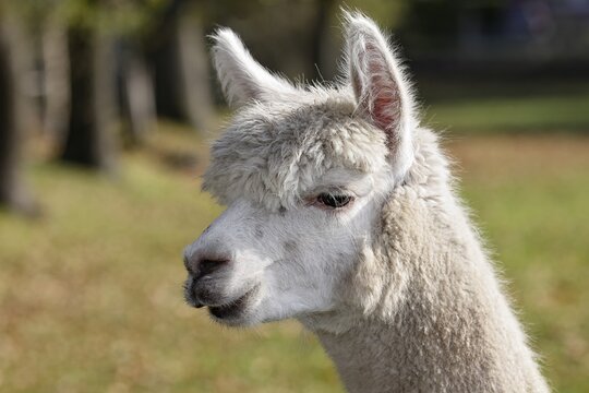 Alpaca (Vicugna pacos), animal portrait, Germany