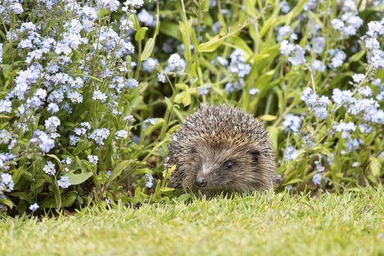 European hedgehog (Erinaceus europaeus) adult animal emerging from a garden flower border with Forget-me-not flowers in spring, England, United Kingdom