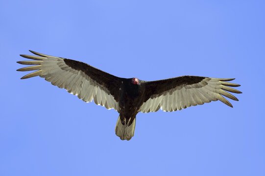 Turkey vulture (Cathartes aura), flying, Everglades National Park, Florida, USA