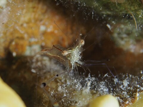 A transparent shrimp, red scissor shrimp (Cuapetes tenuipes) hiding on the seabed. Dive site Mangrove Bay, El Quesir, Egypt, Red Sea